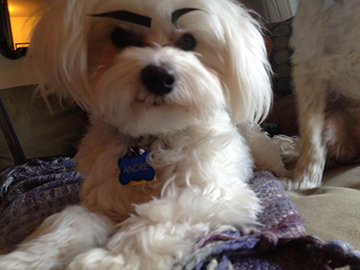 Illustration for article titled Cat Shaming: Warning Lot's of Pictures of Cute Dogs.
